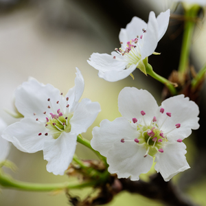 亚洲国产911在线观看
